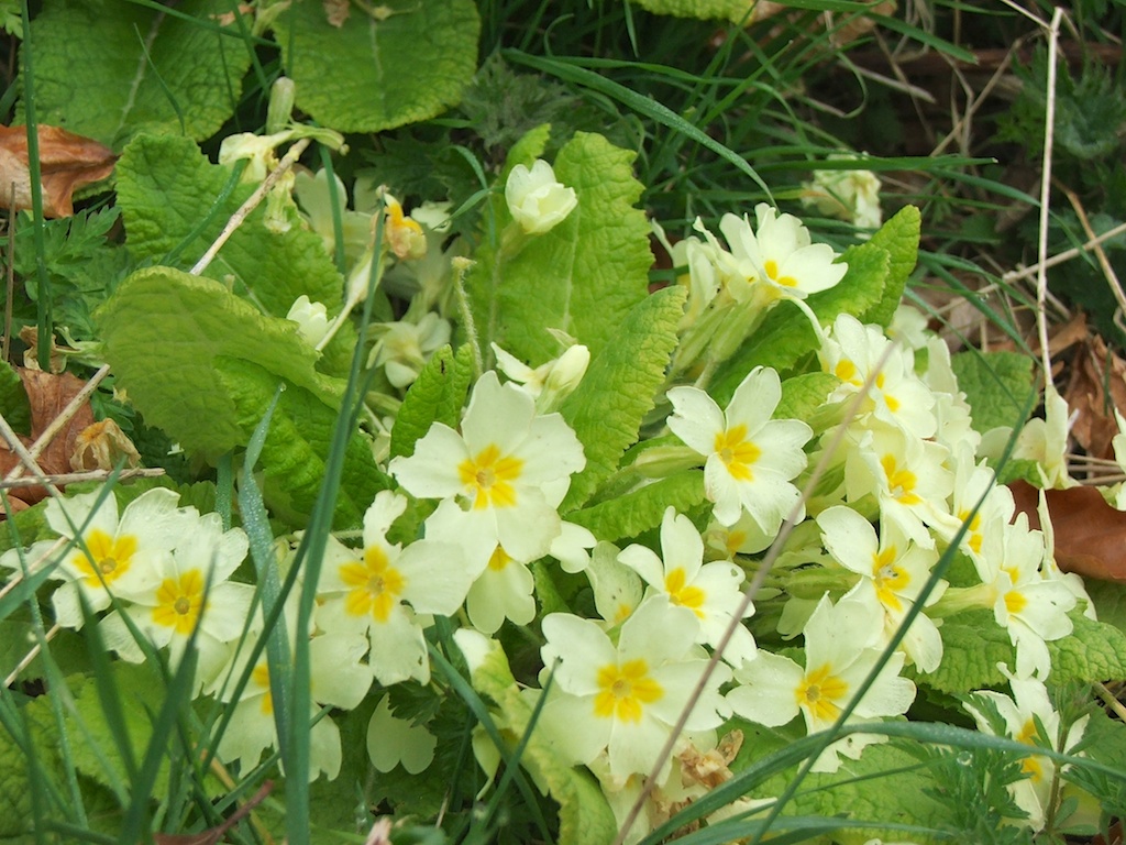 Wildflower Plug Plants Heritage Seeds British Wildflower Growers
