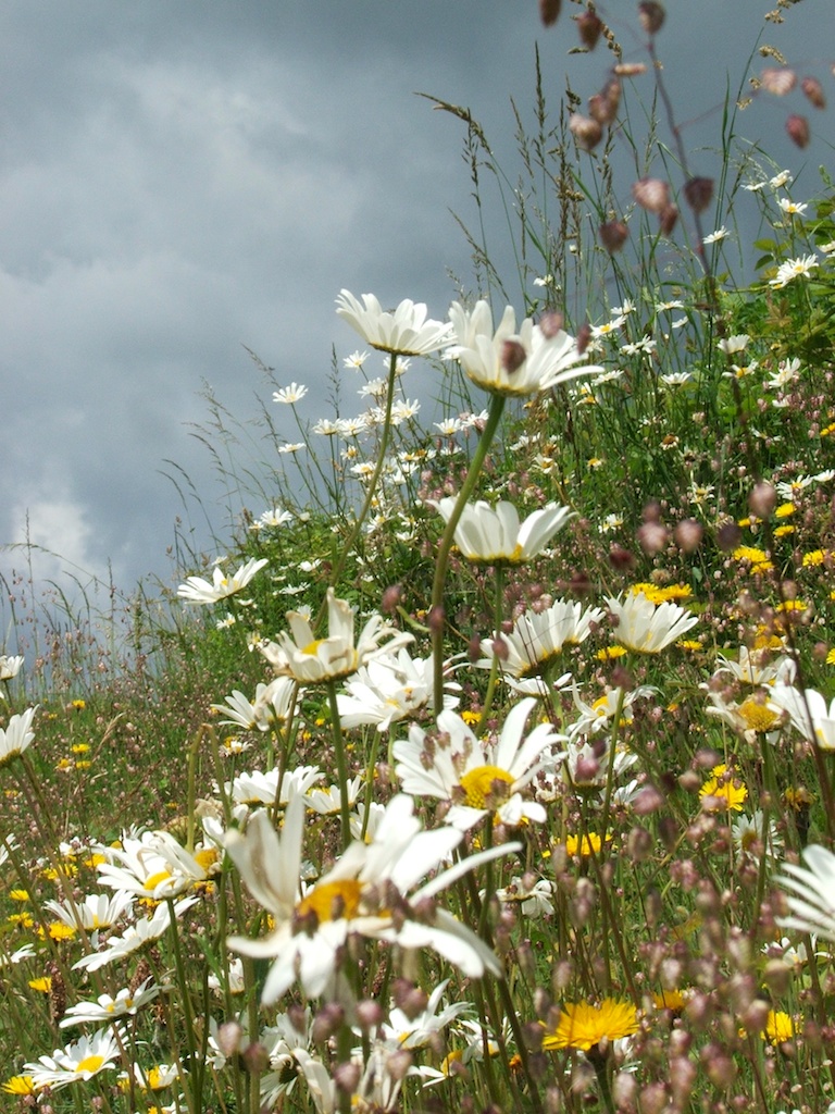 Heritage Seeds British Wildflower Growers & Suppliers HS1 Light