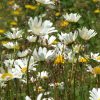 HS 1 Calcareous Wildflower and Grasses Mixture 1kg