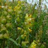 Yellow Rattle Seed 1 kilo New Season 2023
