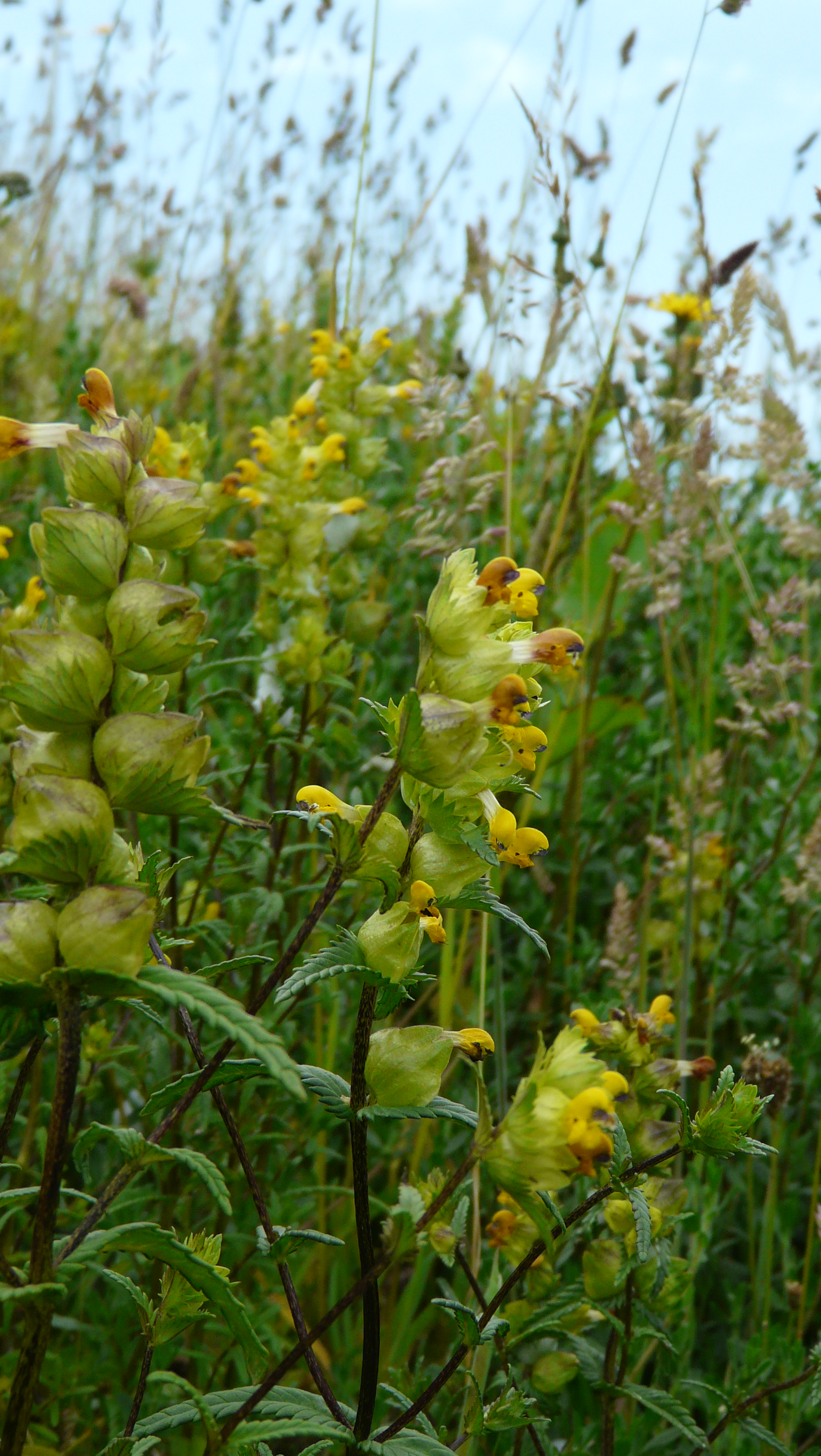 Yellow Rattle Seed 1 kilo Heritage Seeds British Wildflower Growers