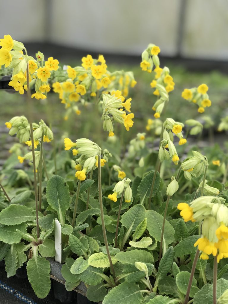 Heritage Seeds British Wildflower Growers & Suppliers Cowslip