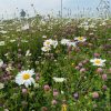 HS 2  Wildflower and Grasses Mixture  For Heavy Soils 1kg