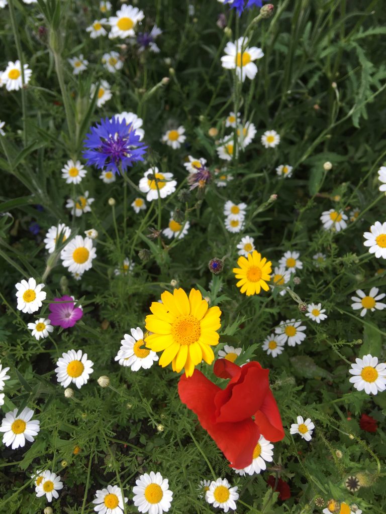 Heritage Seeds British Wildflower Growers & Suppliers HS5 Cornfield