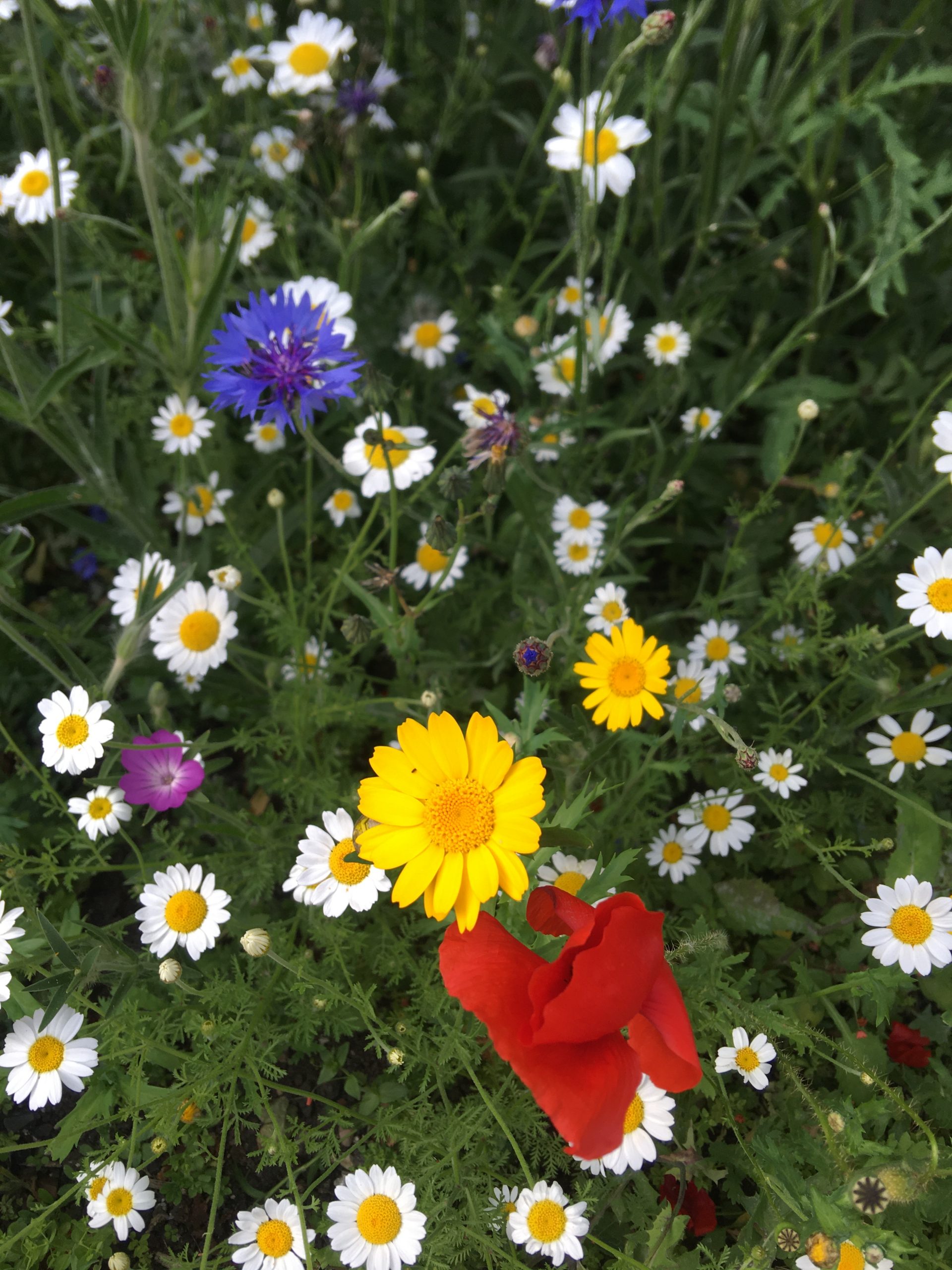 Heritage Seeds British Wildflower Growers & Suppliers HS5 Cornfield