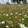 Nettlecombe Park- Harvested Wildflower Mixture 1 kilo